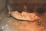 Hương Sơn phát sinh thêm 2 ổ dịch tả lợn châu Phi