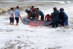 Giải cứu thành công cá voi nặng gần 2 tấn tại vùng biển xã Kỳ Lợi