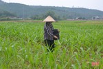 Hà Tĩnh: Ngô đông vào “nước rút”, rau xanh thêm nhiều diện tích