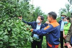 Nâng cao công tác quản lý, thực hiện số hóa cây đầu dòng, bảo vệ giống cam ở Hà Tĩnh