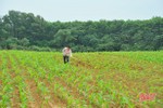 Nông dân Hương Khê phủ kín cây trồng vụ đông