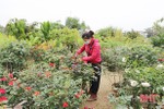 Nhà vườn hoa - cây cảnh ở TP Hà Tĩnh nhập hàng sớm, lo sức mua giảm vì COVID-19