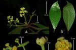 Loài thực vật mới được phát hiện tại Vườn Quốc gia Vũ Quang