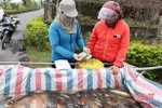 Nông dân Cẩm Xuyên thu lợi từ nuôi cá vụ ba