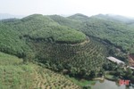 Vũ Quang ban hành chính sách hỗ trợ phát triển rừng bền vững