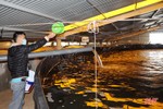 “Mục sở thị” mô hình nuôi tôm bằng công nghệ lọc tuần hoàn ở Hà Tĩnh