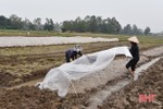 Nông dân Lộc Hà tập trung sản xuất 6.148 ha cây trồng vụ xuân