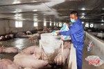 Người chăn nuôi lợn ở Hà Tĩnh sản xuất an toàn, đảm bảo nguồn cung cho thị trường tết