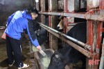 Nhu cầu tăng cao, nông dân Hà Tĩnh phấn khởi chăm bò bán tết
