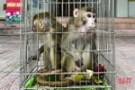 Vườn Quốc gia Vũ Quang tiếp nhận 2 cá thể khỉ vàng quý hiếm