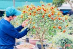 Các nhà vườn ở TP Hà Tĩnh sẵn sàng cung ứng hoa, cây cảnh đón tết