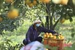 Nông sản Can Lộc sẵn sàng phục vụ thị trường tết