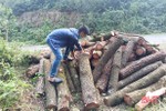 Cần xem xét kỹ việc cắt tỉa rừng thông phòng hộ ở Lộc Hà