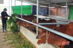 Lai hóa, nâng tầm vóc đàn bò ở huyện miền núi Hà Tĩnh
