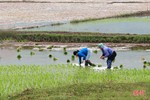 Nông dân Hà Tĩnh khởi đầu thuận lợi vụ lúa xuân 2022