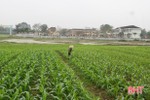 200 ha ngô xuân sớm ở Hương Sơn sinh trưởng tốt