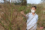 Vườn mai 3.000 gốc của một nông dân xứ Cẩm hứa hẹn thu về hơn 2 tỷ đồng