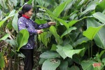 “Thủ phủ” lá dong Yên Sơn tất bật vào mùa thu hoạch