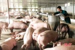 Giá lợn hơi tăng trở lại, nông dân Hà Tĩnh phấn khởi xuất bán tết