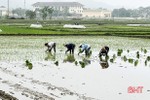 “Chạy nước rút” gieo cấy lúa xuân ở Hà Tĩnh