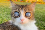 Chú mèo mù với đôi mắt “vũ trụ” nổi tiếng trên mạng