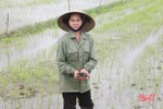 Bắt ốc bươu vàng, diệt bọ trĩ bảo vệ lúa vụ xuân ở Hương Sơn