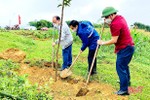 Tuổi trẻ Hà Tĩnh ra quân tết trồng cây xuân Nhâm Dần 2022