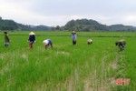 Cùng nhau dặm lúa, cắt ngô giúp nông dân Hà Tĩnh an tâm cách ly y tế
