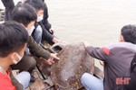 Ngư dân Nghi Xuân tự nguyện giao nộp cá thể rùa nặng 50 kg để thả về môi trường tự nhiên