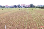 “Chớp” tiết trời khô ráo, nông dân Đức Thọ tập trung chăm sóc cây trồng vụ xuân