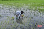 Nông dân Lộc Hà “quên” rét, tích cực chăm sóc cây trồng vụ xuân