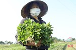 Được giá, nông dân làng rau gia vị nổi tiếng Hà Tĩnh thu lãi cao mỗi ngày