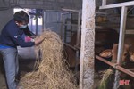 Nông dân Hà Tĩnh chủ động canh tác, chống rét cho vật nuôi