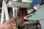 Vũ Quang triển khai tiêm phòng cho gần 53.000 con gia súc