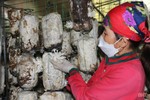 Mô hình trồng nấm cho doanh thu gần 3 tỷ đồng/năm ở Hà Tĩnh