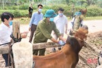 Hương Khê: Tiêm phòng cho 80% đàn vật nuôi trước tháng 6/2022