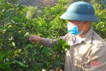 Thời tiết “ẩm ương”, tỷ lệ ra hoa đậu quả cam Vũ Quang thấp thua năm ngoái