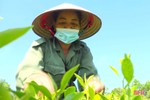 Nông dân miền núi Hà Tĩnh phấn khởi thu hoạch chè vụ xuân
