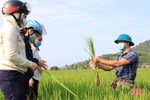 Nghi Xuân trang bị kiến thức phòng trừ bệnh hại lúa cho nông dân