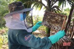 Phát triển bền vững nghề nuôi ong lấy mật ở Vũ Quang