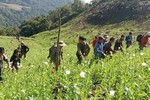 Lào phát hiện các rẫy thuốc phiện có diện tích cực lớn trên địa bàn 8 tỉnh