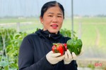 Mát mắt vườn ớt chuông công nghệ cao của nông dân Hà Tĩnh