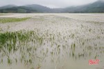 Hơn 70 ha lúa thời kỳ làm đòng ở Vũ Quang ngập sâu do mưa lớn kéo dài