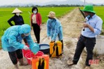 Hướng dẫn cách phòng trừ sâu bệnh hại lúa cho nông dân Lộc Hà