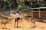 Trại nuôi hươu “khủng” của bí thư đoàn xã ở Hà Tĩnh