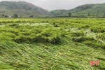 Hà Tĩnh: Hơn 900 ha lúa xuân bị đổ