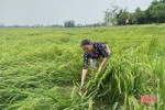 Tiêu thoát nước, giúp lúa xuân ở Hà Tĩnh sớm phục hồi sau mưa