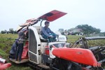 Chủ động ngăn tình trạng tranh giành, bảo kê gặt lúa ở Hà Tĩnh