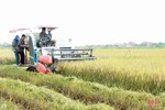 Mưa cận kề, nông dân Hà Tĩnh “chạy đuổi” thu hoạch lúa xuân