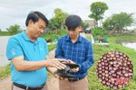 Mô hình nuôi trai lấy ngọc ở Hà Tĩnh thu lứa đầu tiên, bán 400-500 nghìn đồng/viên